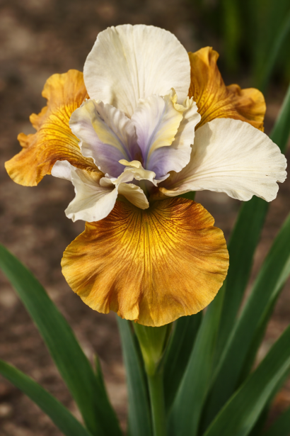 Ірис сибірський Полковник Мастард|Iris sibirica Colonel Mustard|Ирис сибирский Полковник Мастард 